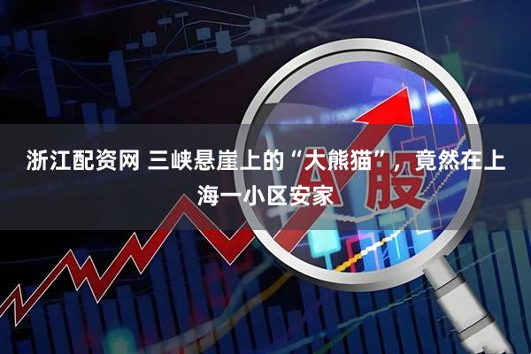 浙江配资网 三峡悬崖上的“大熊猫”，竟然在上海一小区安家